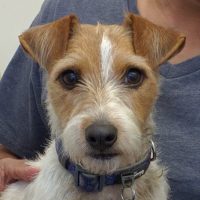 Terrier
